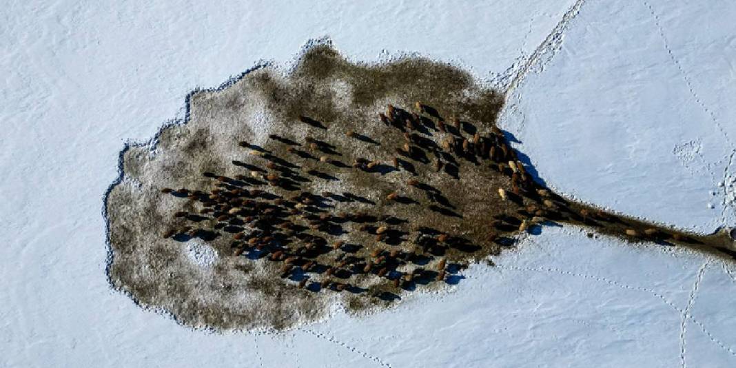 Kar 3 metreyi buluyor, köy kar altında kalıyor: Besicilerin mesaisi soğukla daha da zorlaşıyor 4